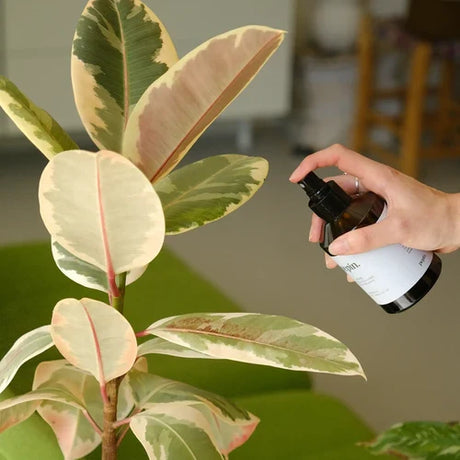 Pepin Brume Nettoyante rengøringsspray til planter 200 ml