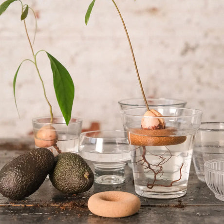 Avocado Float fra Pepin – dyrk avocadoplante derhjemme