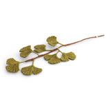 Ginkgo biloba-gren – grøn