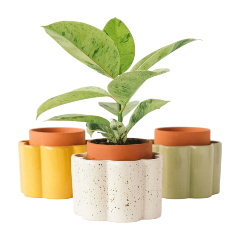 Plantepleje