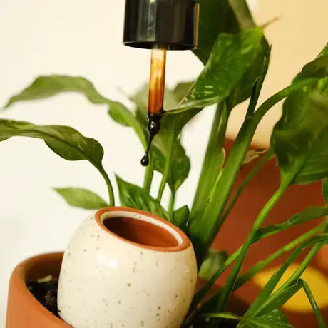 Pepin Houseplant Serum – Naturlig næring til stueplanter